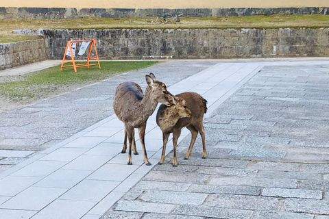 Nara: Essential Half-Day Tour with Deer Park and Temples