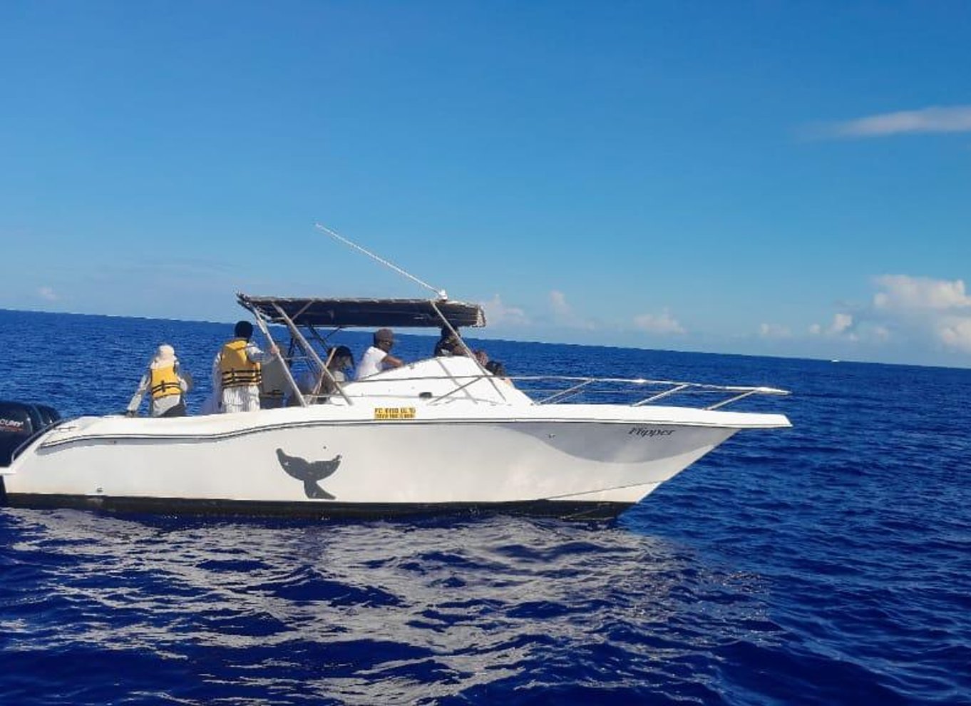 Svøm med delfiner i Black River Speedboat Tour