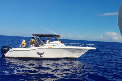 Black River: Whale Watching Boat Tour
