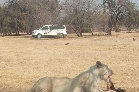 From Johannesburg: Lion & Safari Park Guided Game Drive