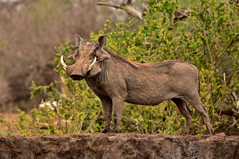 Maasai, Mikumi NP &amp; Chizua Falls 3 dagar från Dar es salaam