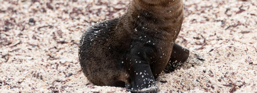 Îles Galápagos - Santa Cruz - 4 jours tout compris