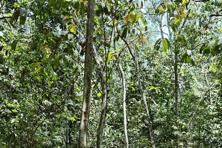 Cu Chi Tunnels & Mekong Deltas 1-Day Small Group (Max 11) Cu Chi Tunnels: Half Day Tour by Premium Van max 11