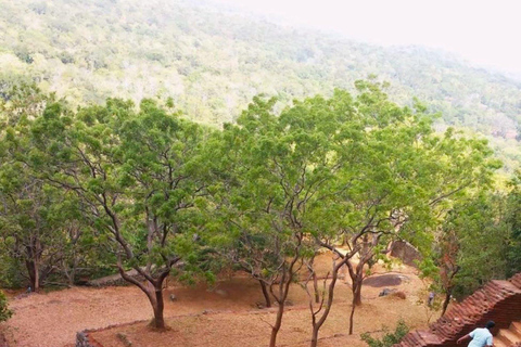 Sigiriya Rock, Elephant Safari & Ayurvedic Massage Day Trip