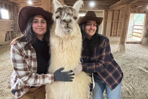 Roy, Washington : randonnée avec des lamas et rencontre avec des alpagas