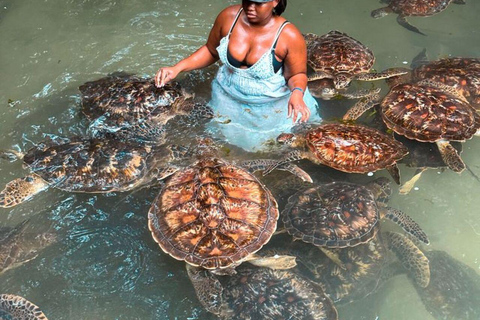 ZANZIBAR: Sea Turtle Swimming & Feeding Experience in NUNGWI