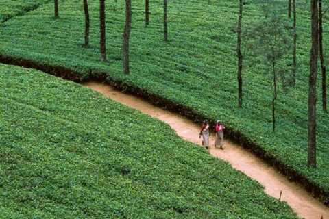 Kandy: Hidden Highlands Nature Walk