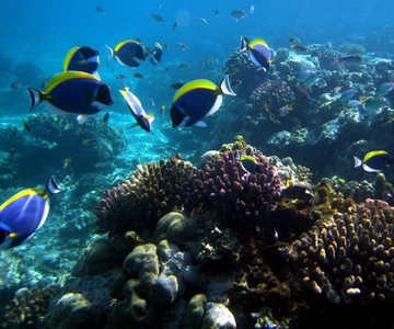 Day trip to Wasini islands from Diani