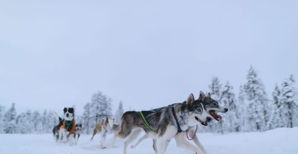 Kiruna: Husky Sled Tour with Lunch, Self-Drive from Age 15