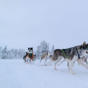 Kiruna : aventure en traîneau tiré par des huskies avec déjeuner