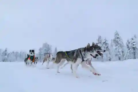 Kiruna: Husky-slädtur med traditionell lunch