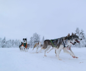 Kiruna: Husky-slädtur med traditionell lunch