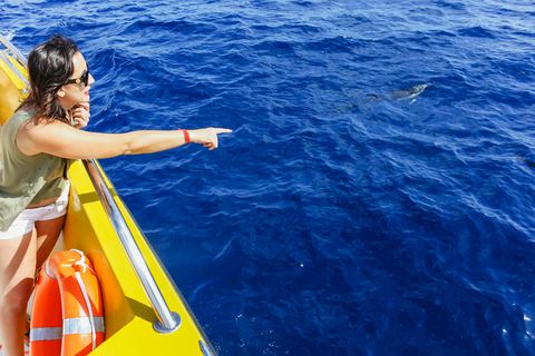 Puerto del Carmen: Dolphin-Watching Speedboat Tour with SwimLanzarote: 1.5-Hour Dolphin Watching Mini Cruise