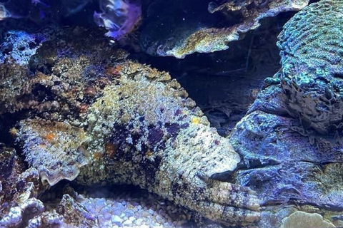 Führung durch den Hafen von Hamad, das Aquarium und das maritime Erbe