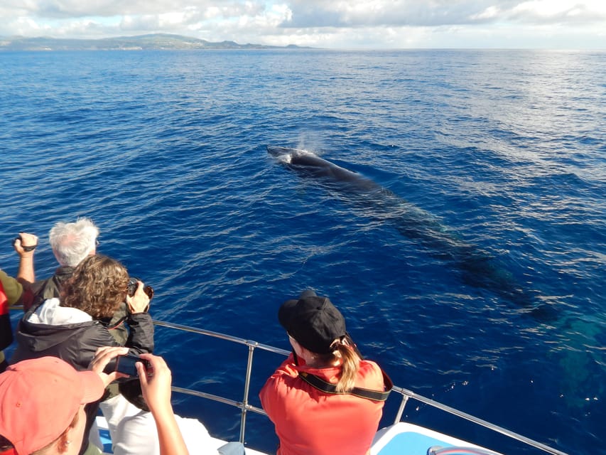 Île De Terceira : Excursion En Bateau Pour Observer Les Baleines Et Les ...