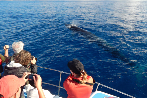 Terceira Island : Whale and Dolphin Watching boat excursion Whale and Dolphin Watching Tour in Terceira Island