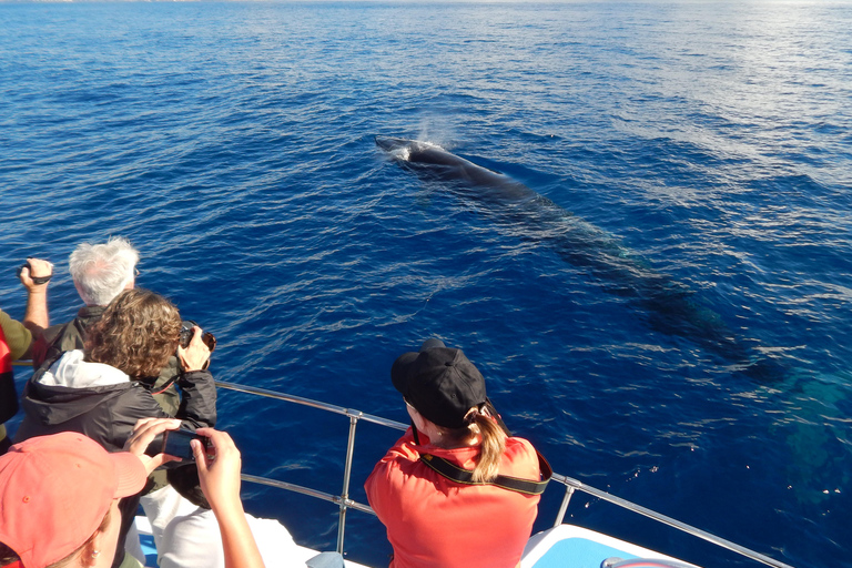 Terceira Island : Whale and Dolphin Watching boat excursion Whale and Dolphin Watching Tour in Terceira Island