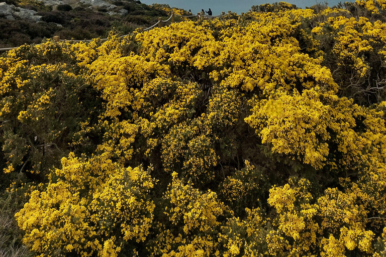 From Dublin: Howth Cliffs Guided Bus Tour