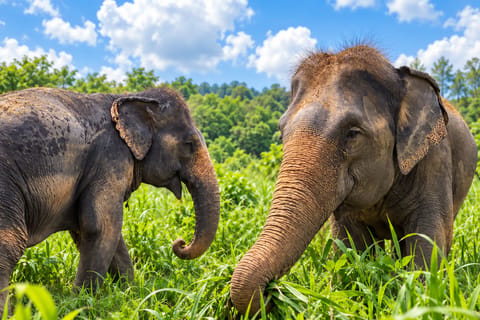 Phuket: Full-Day Elephant Nutrition & Observation Tour