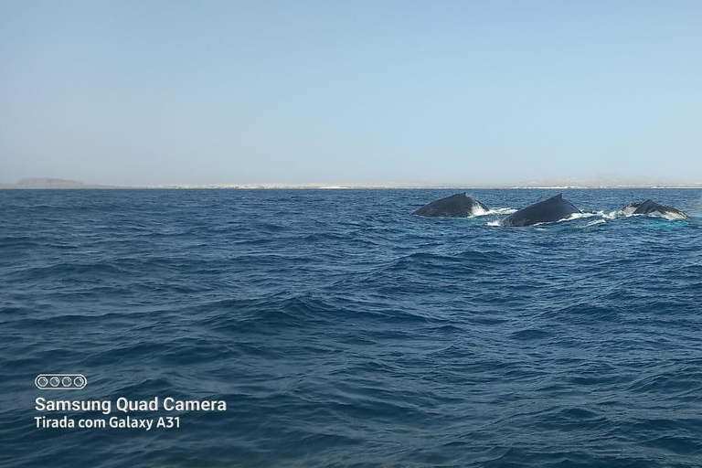 Whale watching tour SEASONAL