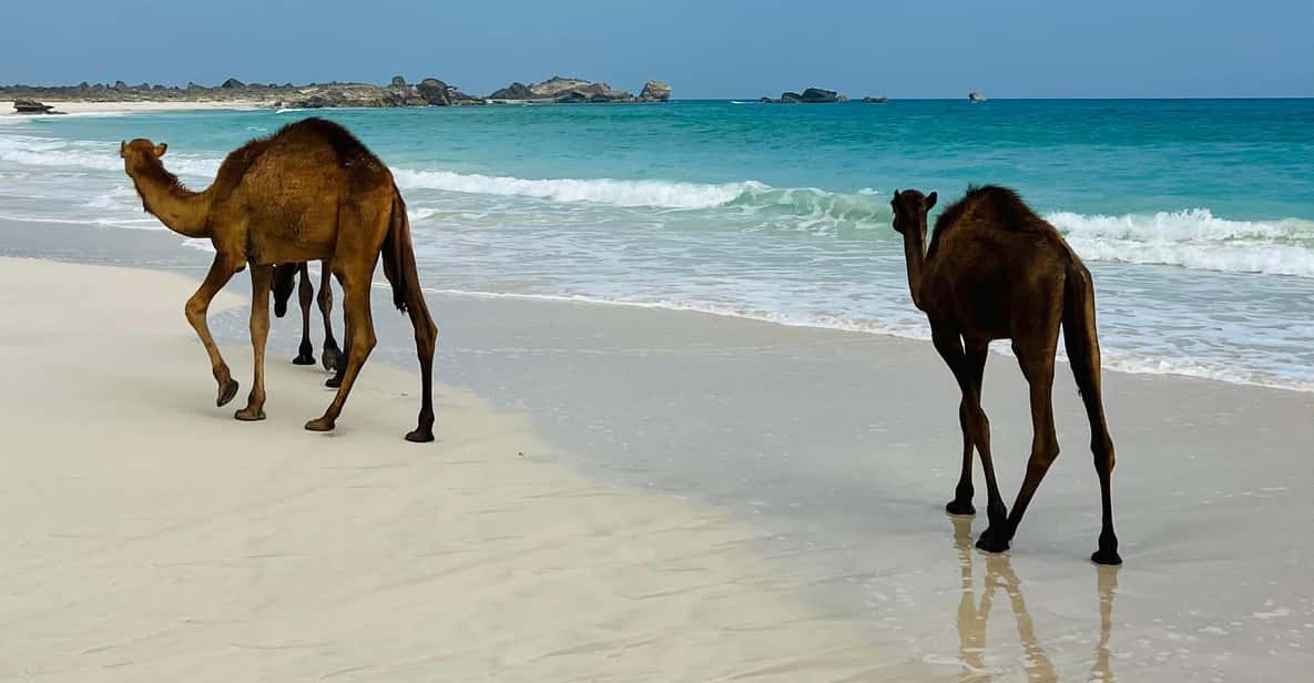 Salalah Tour To Fazayah Beach And Swimming Getyourguide 