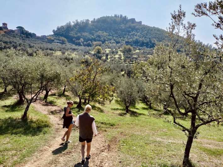 Montecatini Terme: Olive Grove Tour with Oil Tasting