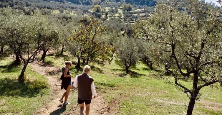 Montecatini Terme : Visite d'une oliveraie avec dégustation d'huile