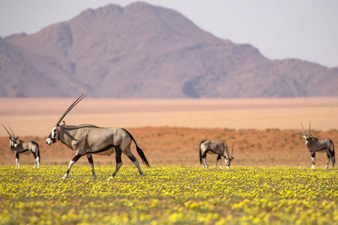 From Windhoek: 6-Day Namibia Safari with Lodging & Meals