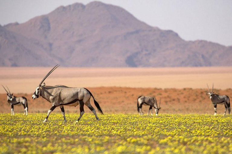 From Windhoek: 6-Day Namibia Safari with Lodging & Meals