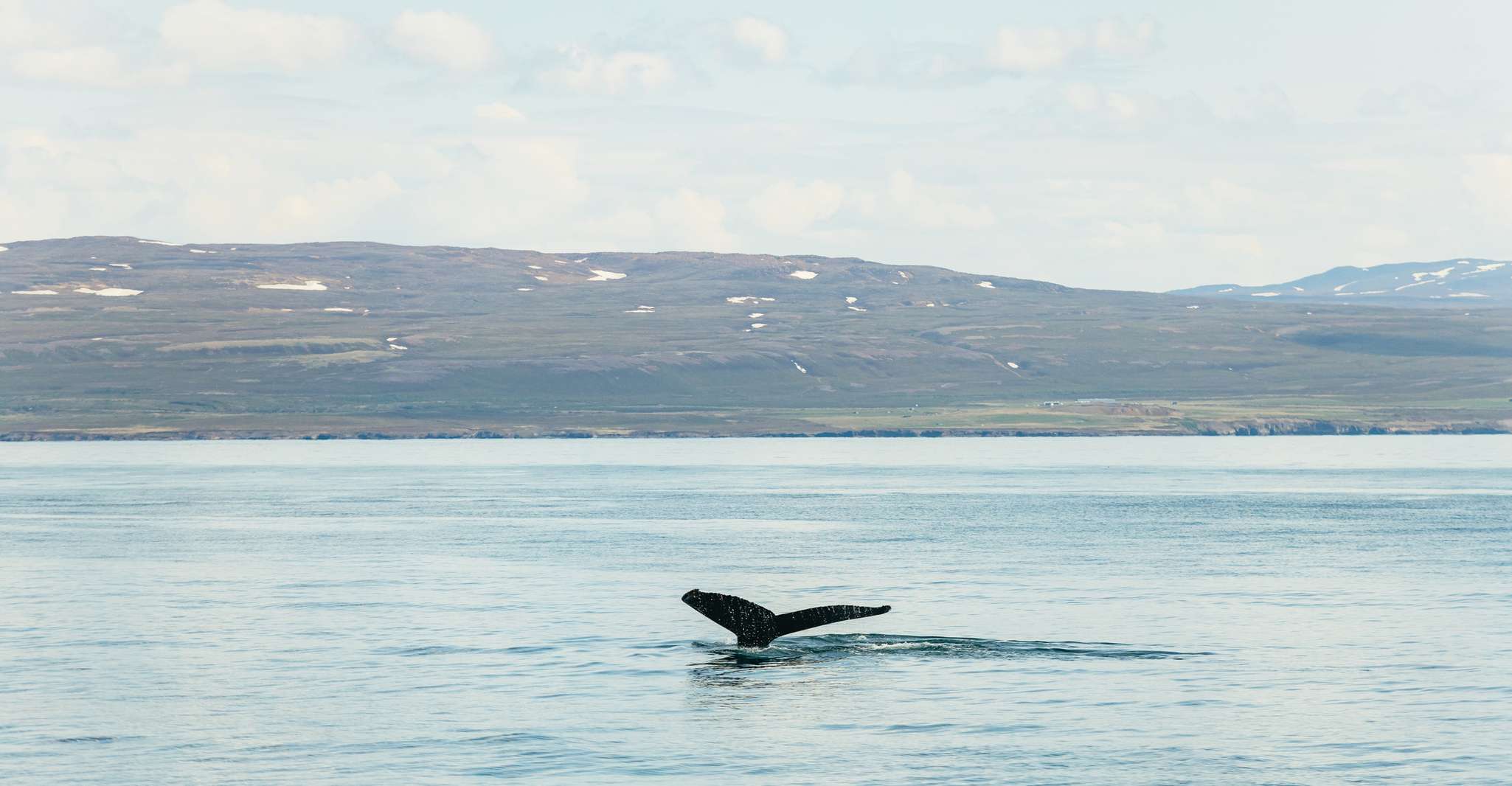 Húsavík, Whale Watching Tour with Guide - Housity