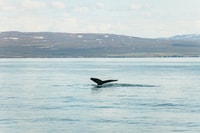 Húsavík, Tour de observación de ballenas con guía - Housity