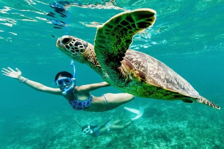 Zanzibar: Mnemba Dolphin, Jozani Forest & Turtle Sanctuary Private Tour without Hotel transfer
