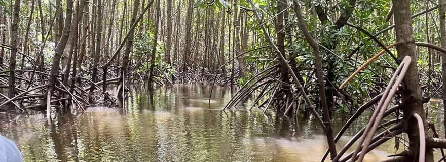 Île de Pemba : excursion à la plage de Vumawimbi avec collations