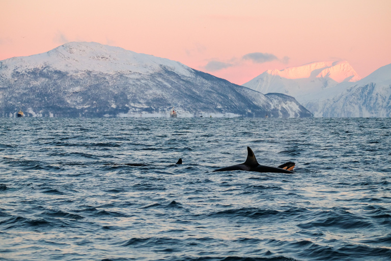 From Tromsø/Skjervøy: Whale Safari by RIB Boat From Skjervøy: Whale Safari by RIB Boat (No transfer)
