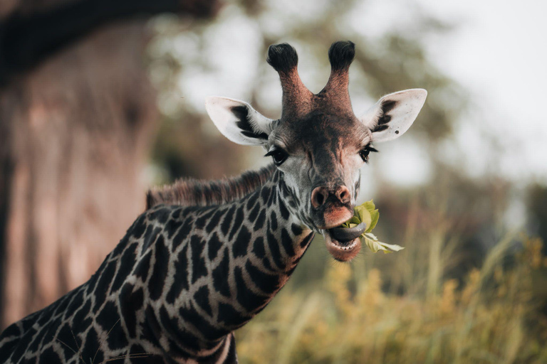 Serengeti: Fly-in Drive-out 4-tägige Safari mit 3 ÜbernachtungenSerengeti: 4 Tage und 3 Nächte Safari mit Flug und Ausfahrt