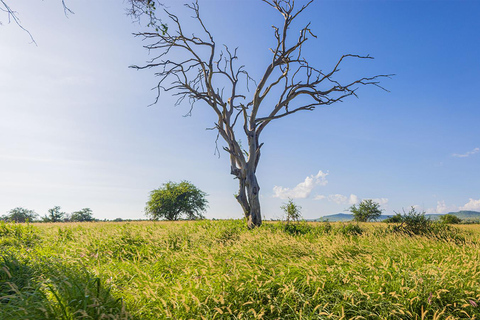 Desde Mombasa/Diani: Safari al Santuario de Saltlick Taita Hills