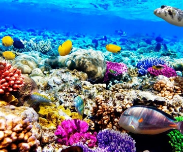 Blue Lagoon, Starfish Tour, The Rock, Kuza Cave, Paje Beach