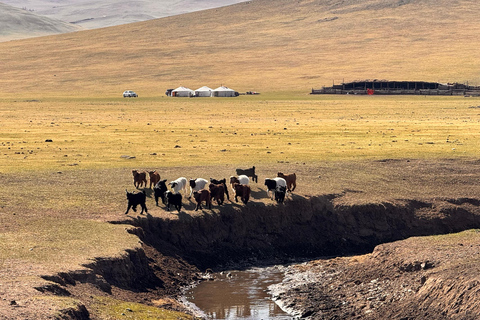 Nomad Family Home Stay in Arkhangai Province