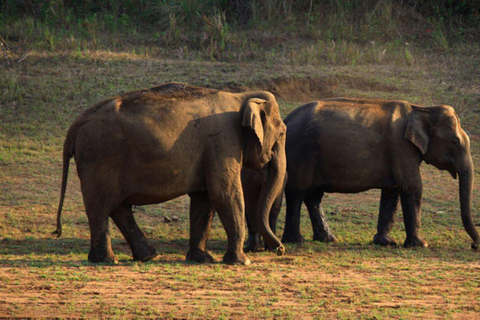 Übernachtung, Periyar Wildlife Tour mit Elefantenbad