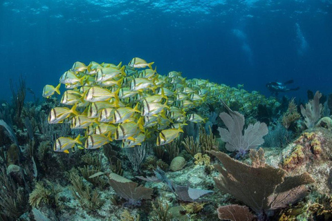 Cancún: Buceo certificado con 2 tanques: Explora Arrecifes Poco Profundos