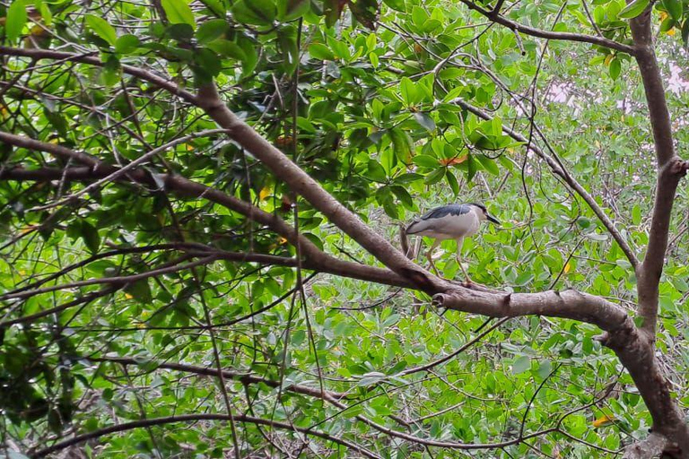 Cartagena: Vogelbeobachtung in den Mangroven auf einem typischen Boot