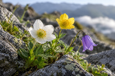 From Tokyo: Hakuba Happo Pond Summer Trek & Onsen