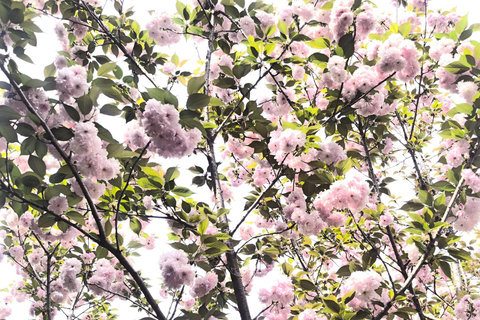 Wuhan: Sakura Blossom Tour with Hanfu Costume Try-On