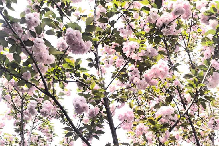 Wuhan: Sakura Blossom Tour with Hanfu Costume Try-On