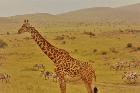 Um safári compartilhado de três dias para o Masai Mara saindo de Nairóbi.Um safári compartilhado de três dias para Masai Mara saindo de Nairobi.