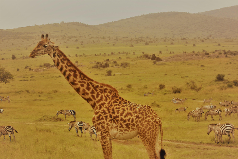 Um safári compartilhado de três dias para o Masai Mara saindo de Nairóbi.Um safári compartilhado de três dias para Masai Mara saindo de Nairobi.