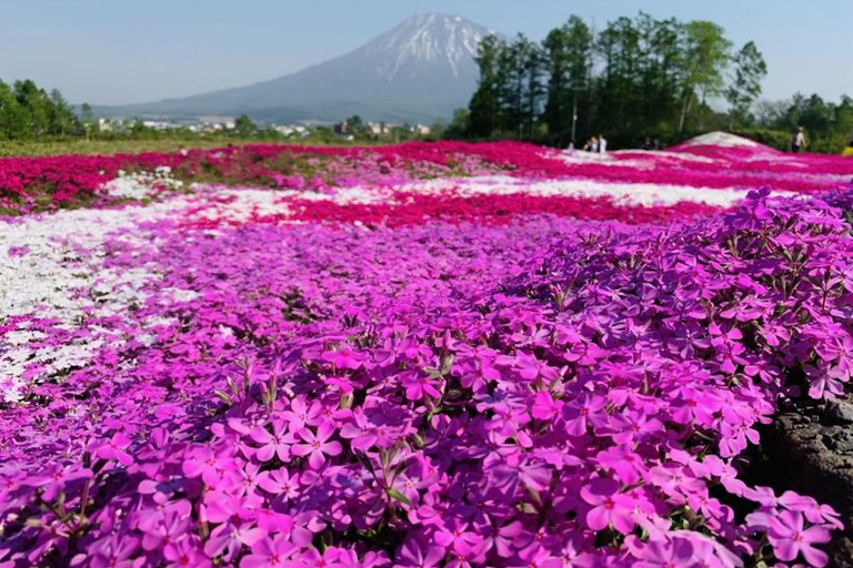 Sapporo: Hokkaido Moss Phlox & Tulip Flower Fields Day Trip