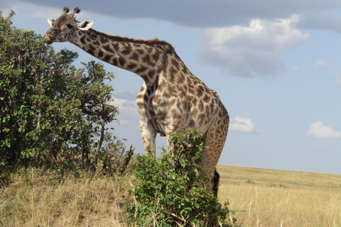 Excursion d&#039;une journée dans le parc national du Masai Mara et visite du village Masai