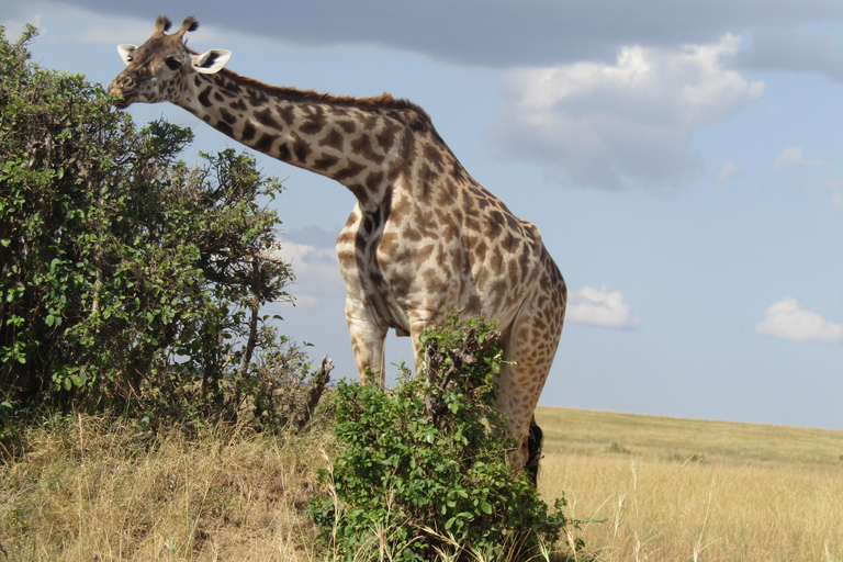 Escursione di un giorno al Parco Nazionale Masai Mara e visita al villaggio Masai