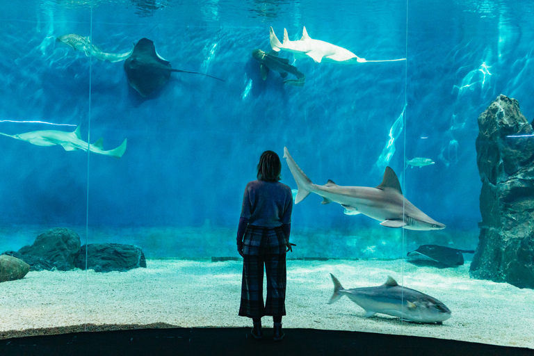 Genoa: Aquarium of Genoa with Lunch